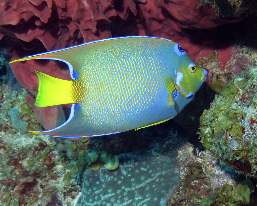 Queen Angelfish, U. S. Virgin Islands 3 Photograph by Pauline Walsh Jacobson