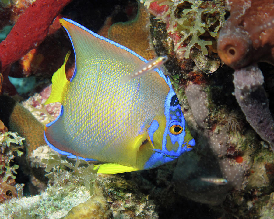 Queen Angelfish, U. S. Virgin Islands 4 Photograph by Pauline Walsh Jacobson