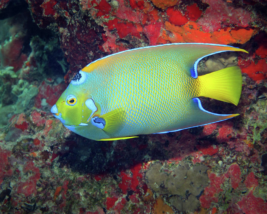 Queen Angelfish, U. S. Virgin Islands 5 Photograph by Pauline Walsh Jacobson