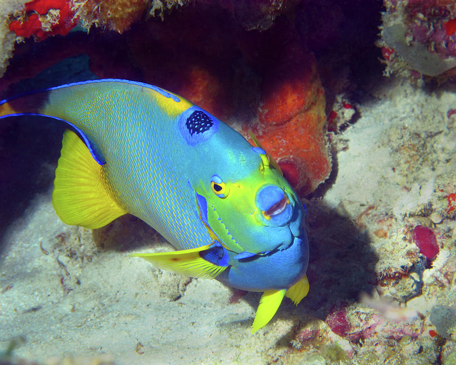 Queen Angelfish, U. S. Virgin Islands 7 Photograph by Pauline Walsh Jacobson