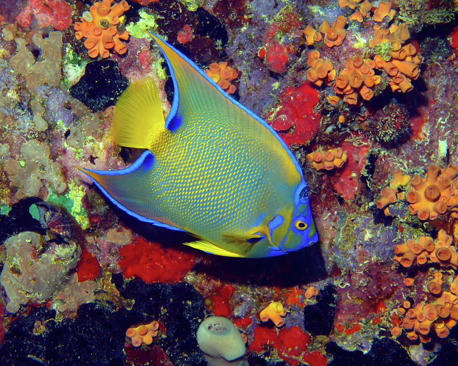 Queen Angelfish, U. S. Virgin Islands 1 Photograph by Pauline Walsh Jacobson