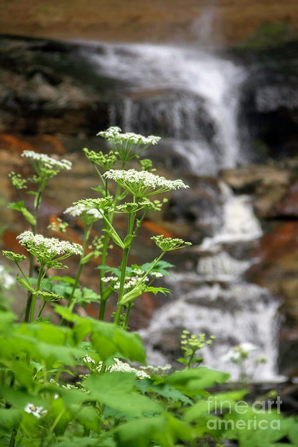 Queen Anne Lace at the Foot of the Falls Photograph by Karen Jorstad