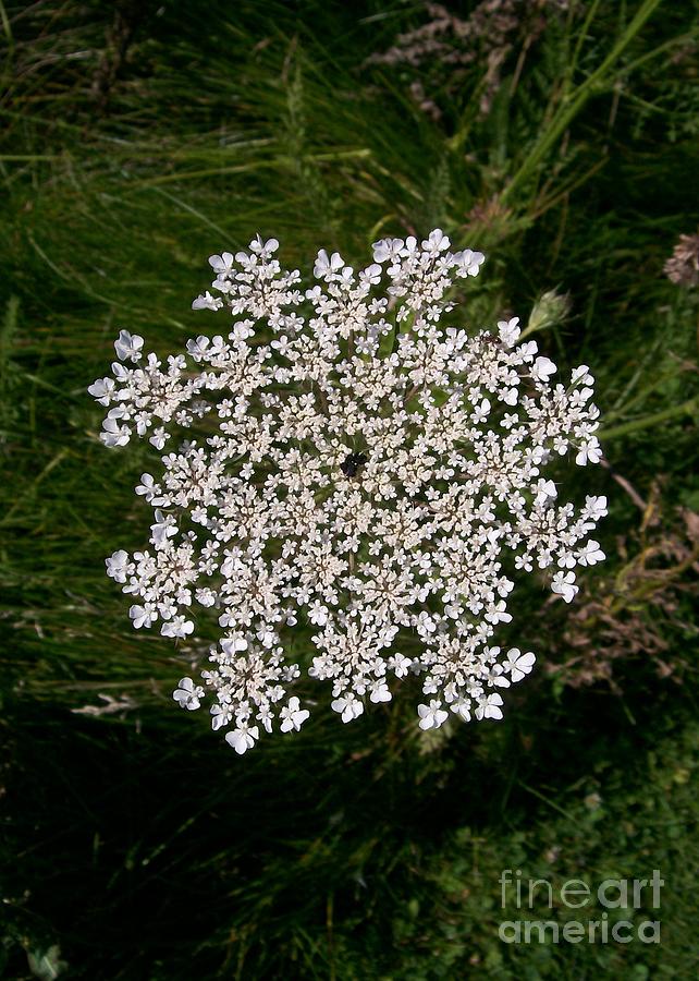Summer Photograph - Queen Annes Lace by Laurie Eve Loftin