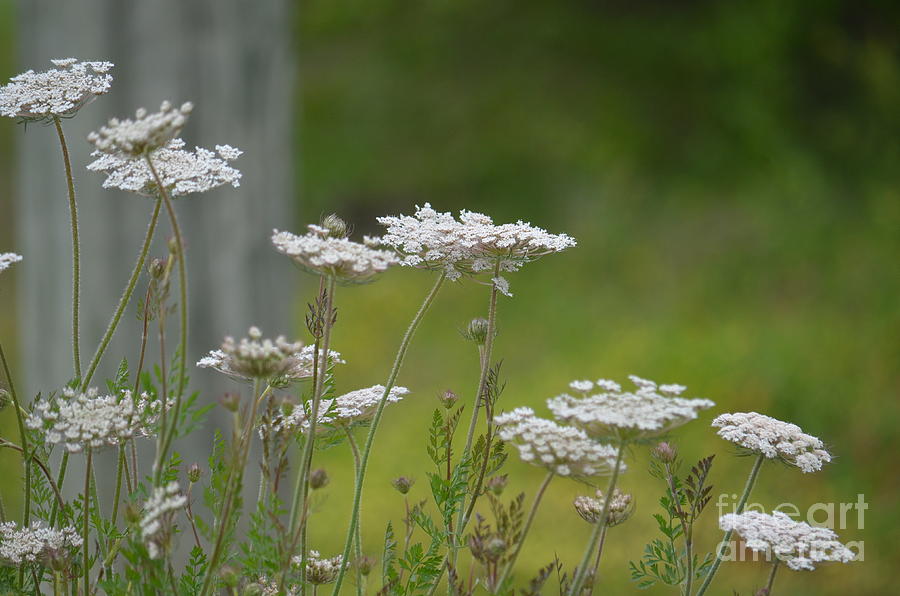 Queen Anne Lace Wildflowers Photograph by Maria Urso