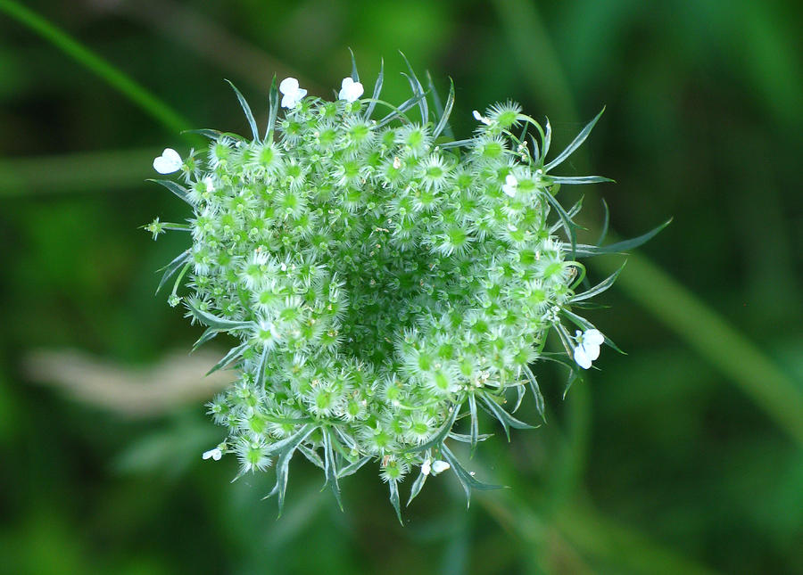 Spring Photograph - Queen Annes Lace 1 by Candice Wright