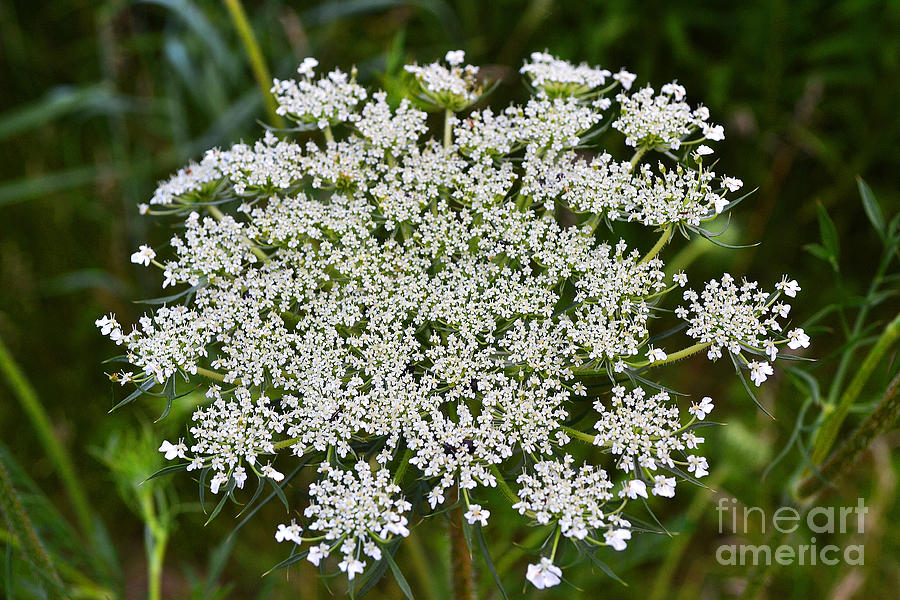 Queen Annes Lace  Photograph by Amy Lucid