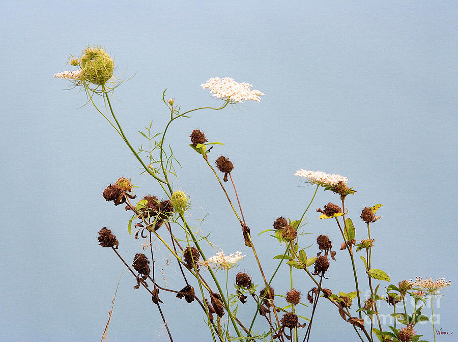 Queen Annes Lace and Dried Clovers Photograph by Lise Winne