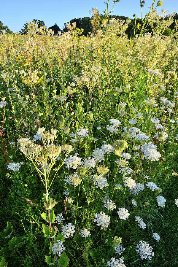 Queen Annes Lace and Indian Plantain at Marengo Ridge Photograph by Ray Mathis