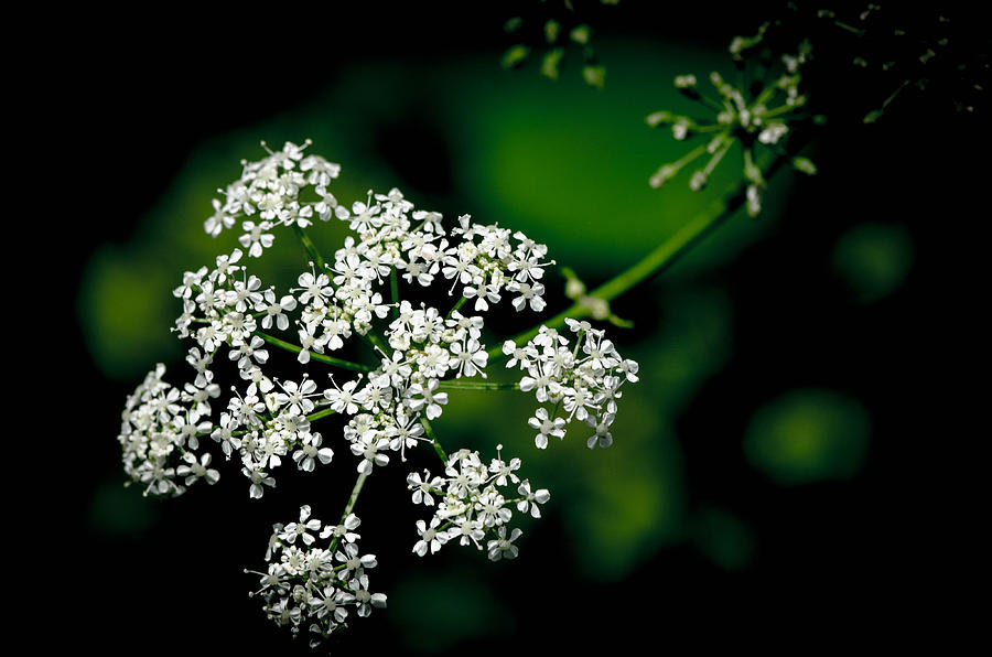 Queen Annes Lace Photograph by Bruce Pritchett
