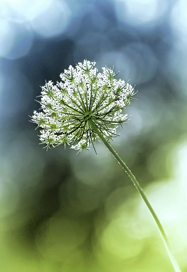 Queen Annes Lace Photograph by Carolyn Derstine