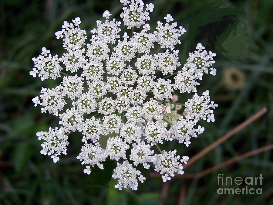 Queen Annes Lace Photograph by Charles Robinson