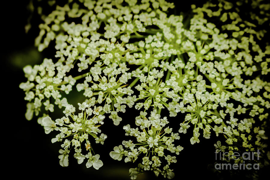 Queen Annes Lace Photograph by Claudia M Photography