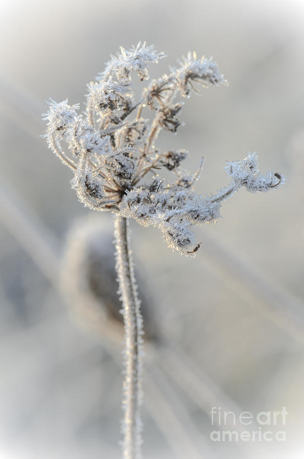 Queen Annes Lace Covered in Frost Photograph by Tamara Becker