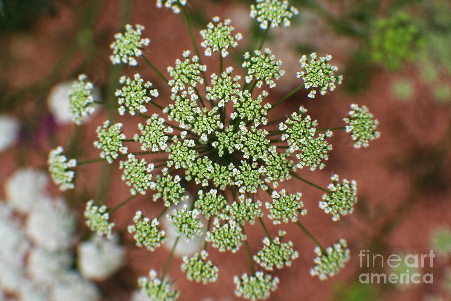 Nature Photograph - Queen Annes Lace by Ella Kaye Dickey