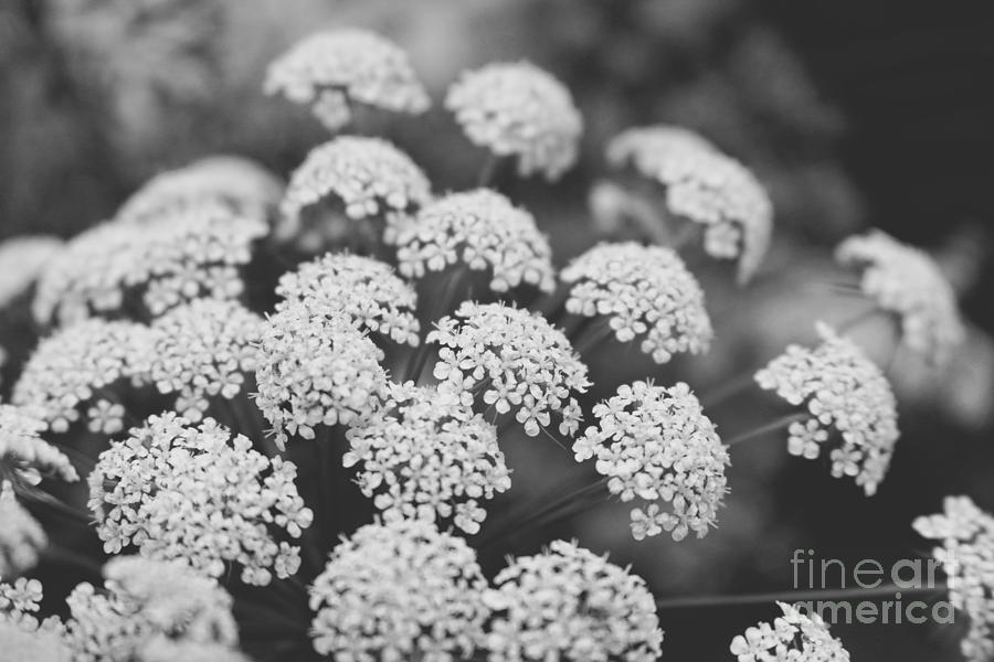 Queen Annes Lace floral monochrome Photograph by Ella Kaye Dickey