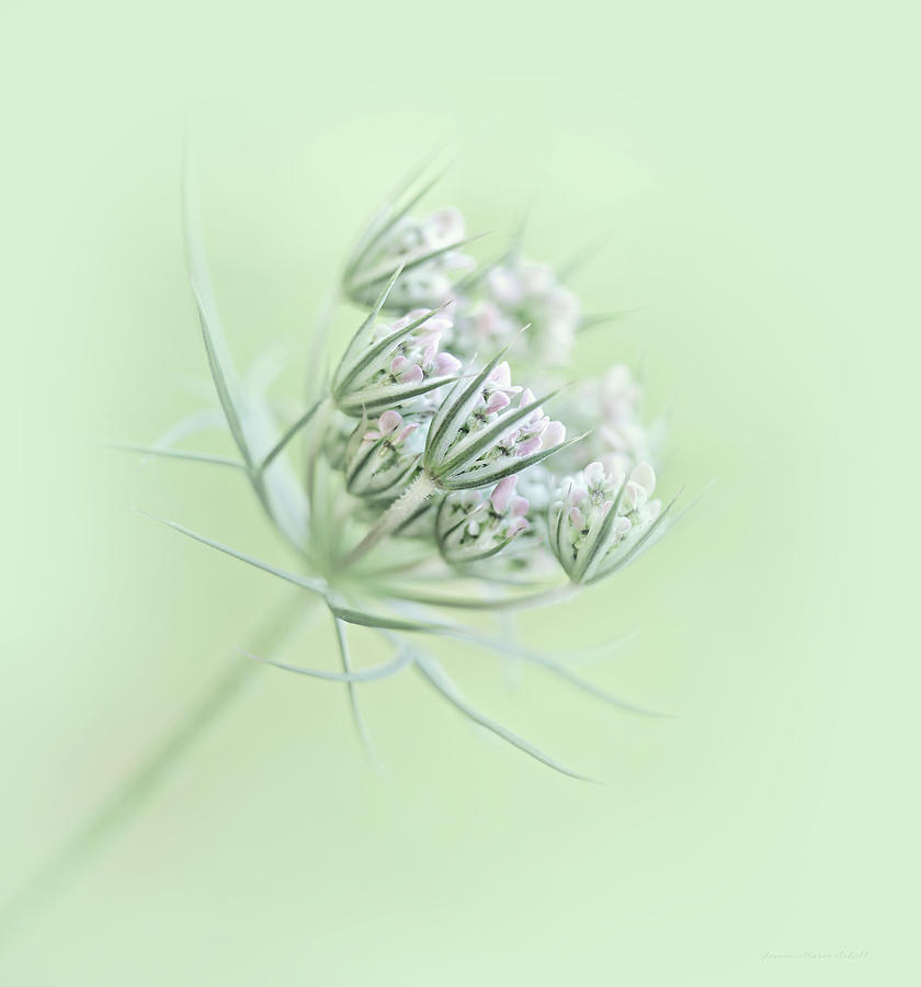 Queen Annes Lace Flower Buds Photograph by Jennie Marie Schell