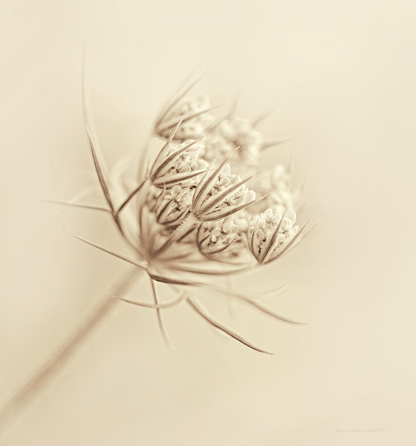 Queen Annes Lace Flower Buds Sepia Photograph by Jennie Marie Schell