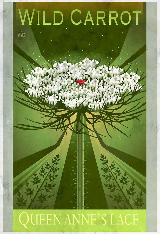 Queen Annes Lace Floral Poster Painting by Garth Glazier