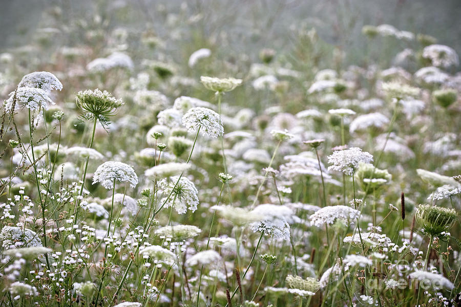 Queen Annes Lace Hazy Summer Photograph by Angie Rea