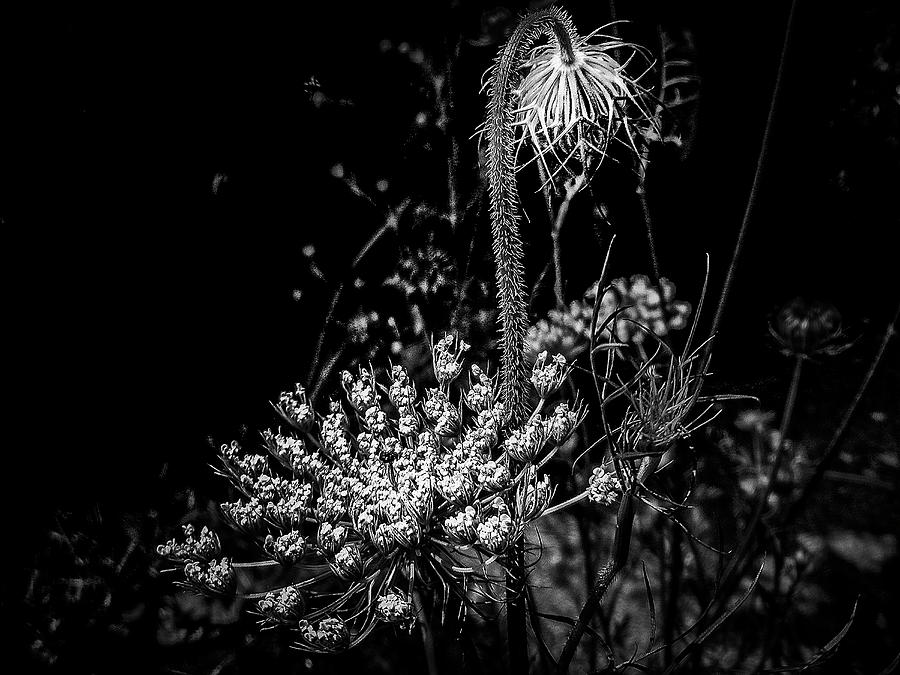 Queen Annes Lace In Black And White Photograph