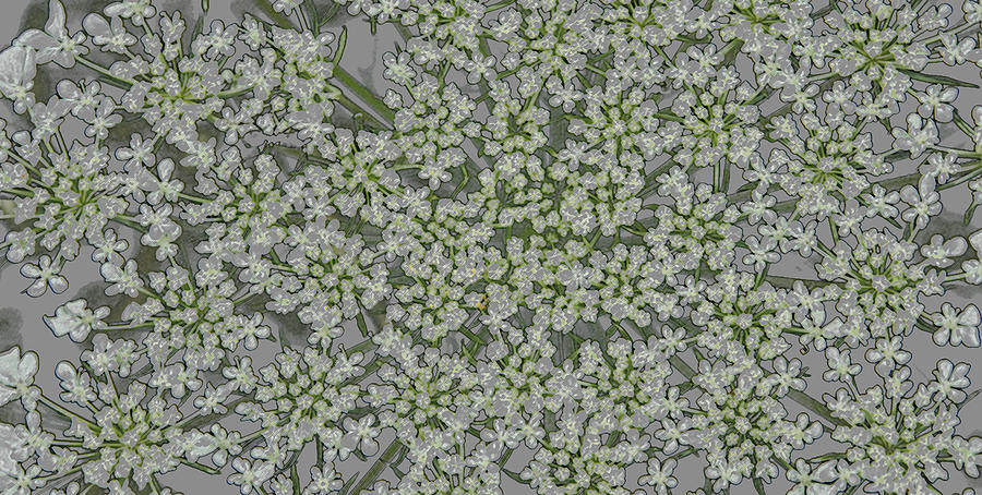 Queen Annes Lace in Green Photograph by Ira Marcus