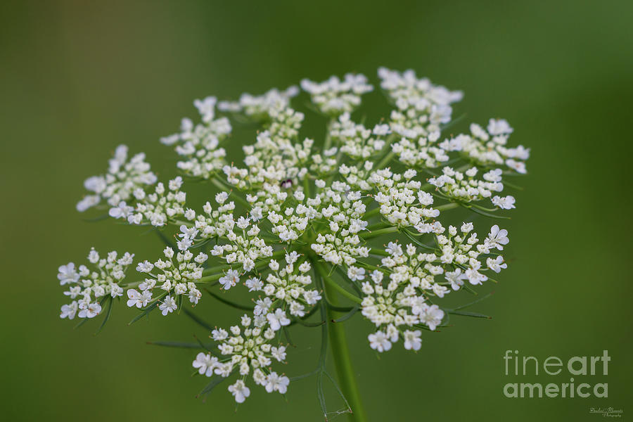 Queen Annes Lace Photograph by Jennifer White