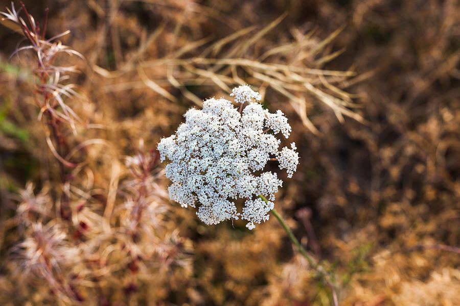 Queen Annes Lace Photograph by Judy Wright Lott