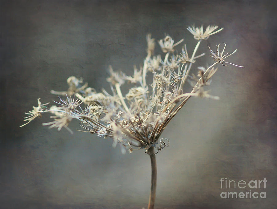 Queen Annes Lace Photograph by Kerri Farley
