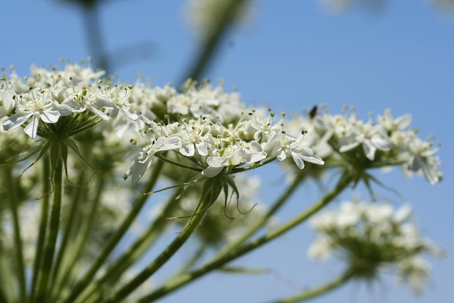 Flower Photograph - Queen Annes Lace by Kerry Reed