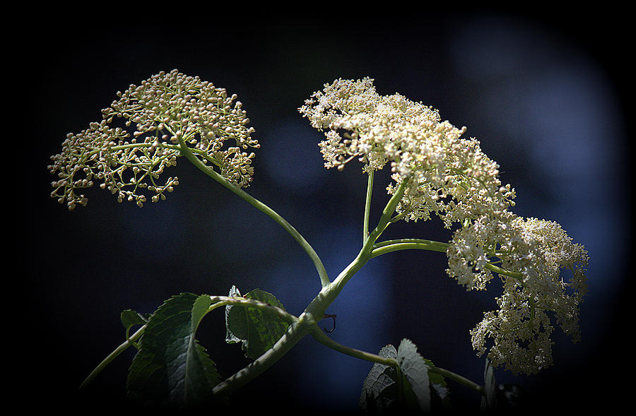 Queen Annes Lace Photograph by Lori Seaman