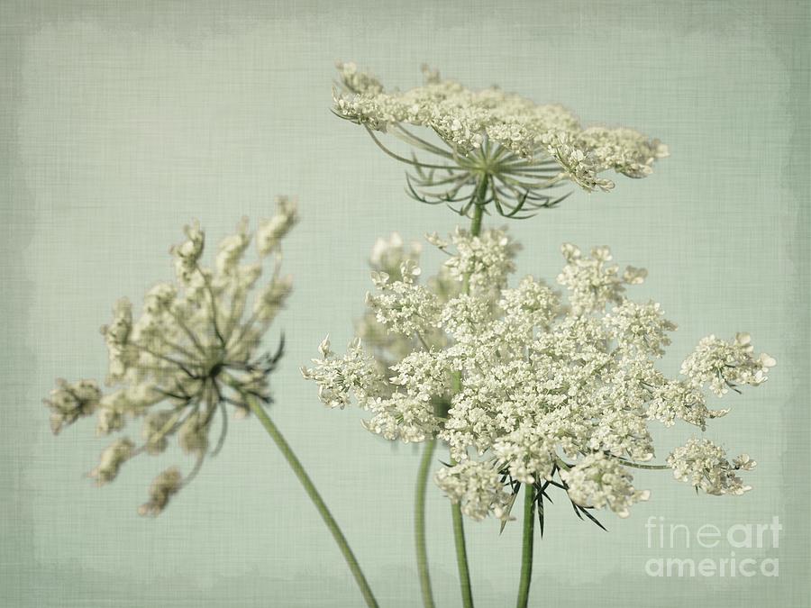 Queen Annes Lace- Mint Green Photograph by Lucid Mood