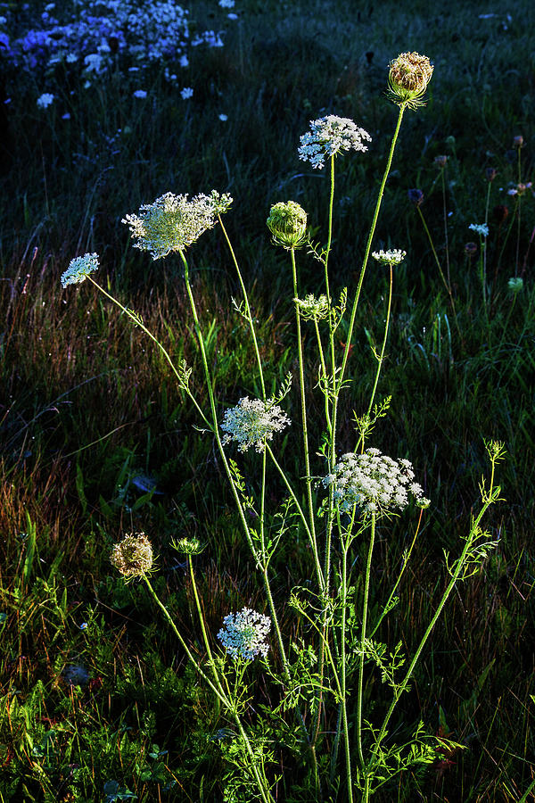 Queen Anne's Lace Photograph - Queen Annes Lace Morning Bouquet by Lon Dittrick