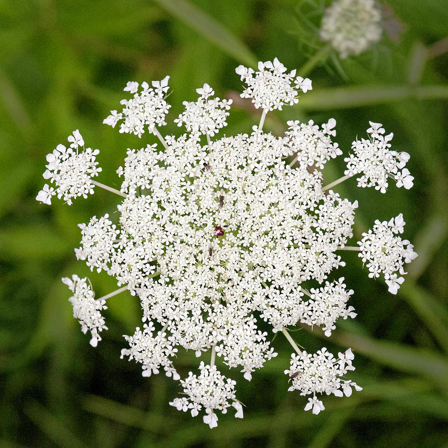 Queen Photograph - Queen Annes Lace No 2 by Phyllis Taylor