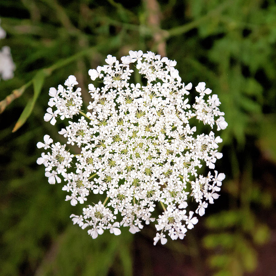Nature Photograph - Queen Annes Lace by Phyllis Taylor