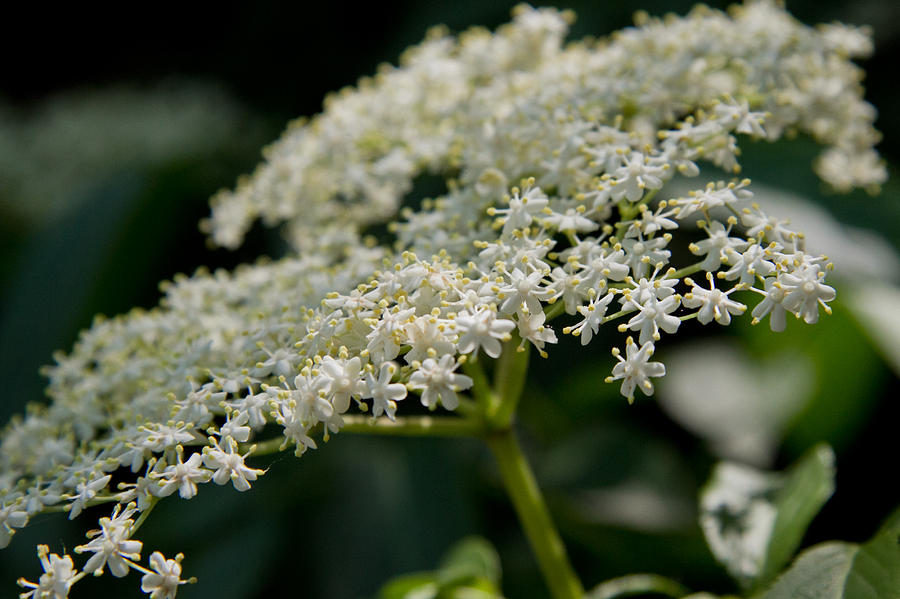 Queen Annes Lace Photograph by Roger Mullenhour