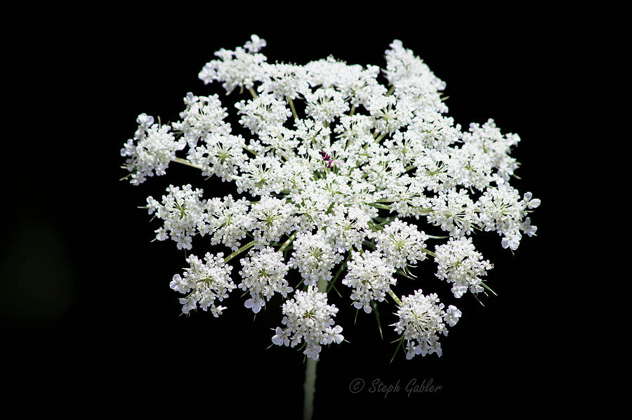 Queen Annes Lace Photograph by Steph Gabler