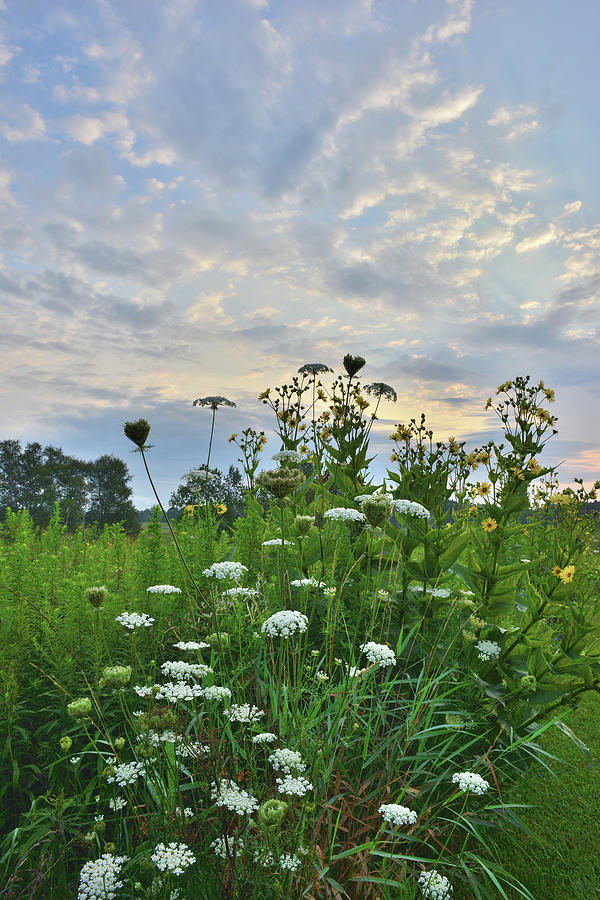 Queen Annes Lace Sunrise in Pleasant Valley Photograph by Ray Mathis