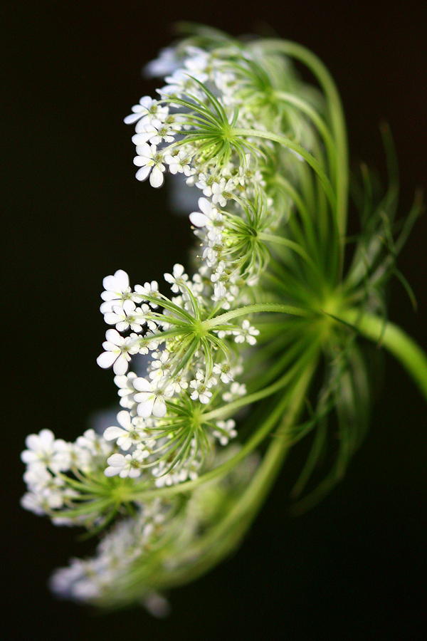 Queen Annes Lace Photograph by Susie Weaver