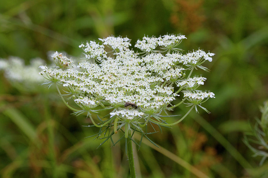 Queen Annes Lace Wildflower Photograph by Kathy Clark