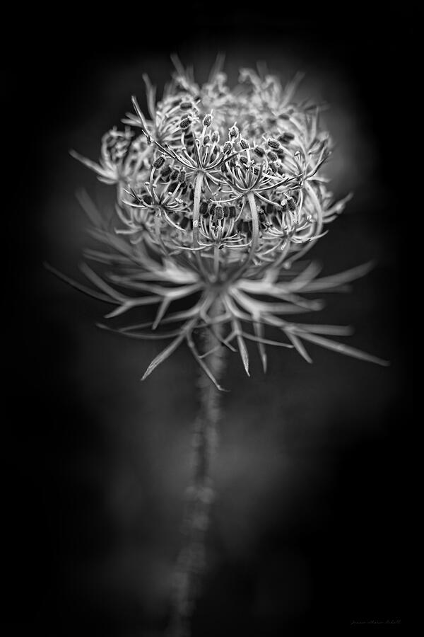Nature Photograph - Queen Annes Lace Wildflower Seed Pods by Jennie Marie Schell