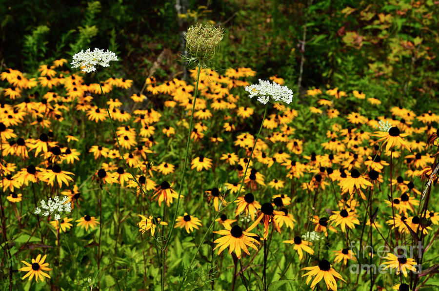 Queen Annes Lace with Black-eyed Susans Photograph by Thomas R Fletcher