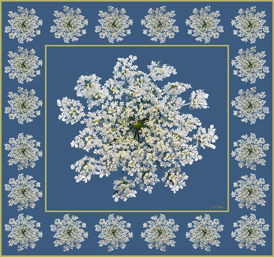 Queen Annes Lace with Border Digital Art by Lise Winne