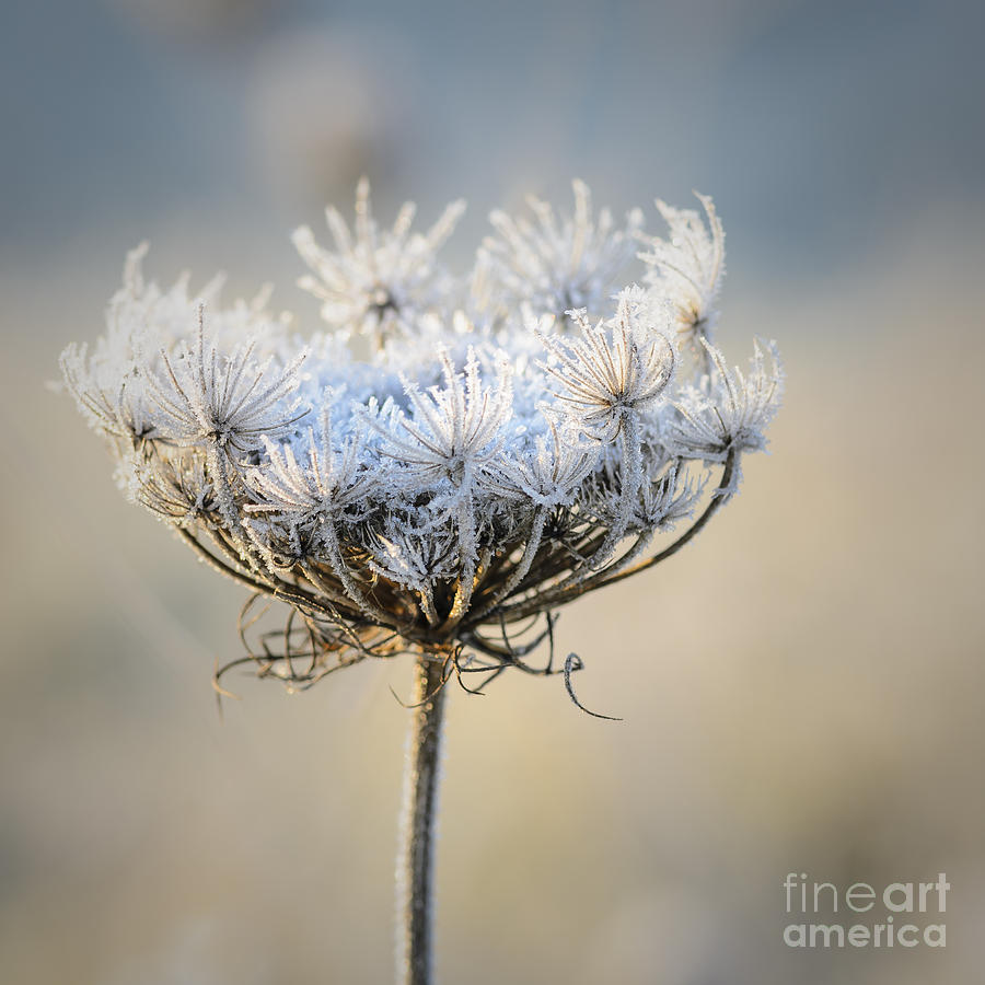 Queen Annes Lace With Frost Photograph by Tamara Becker