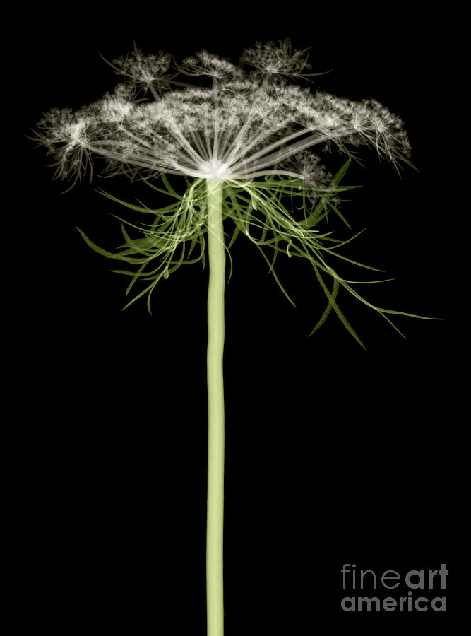 Queen Annes Lace, X-ray Photograph by Ted Kinsman