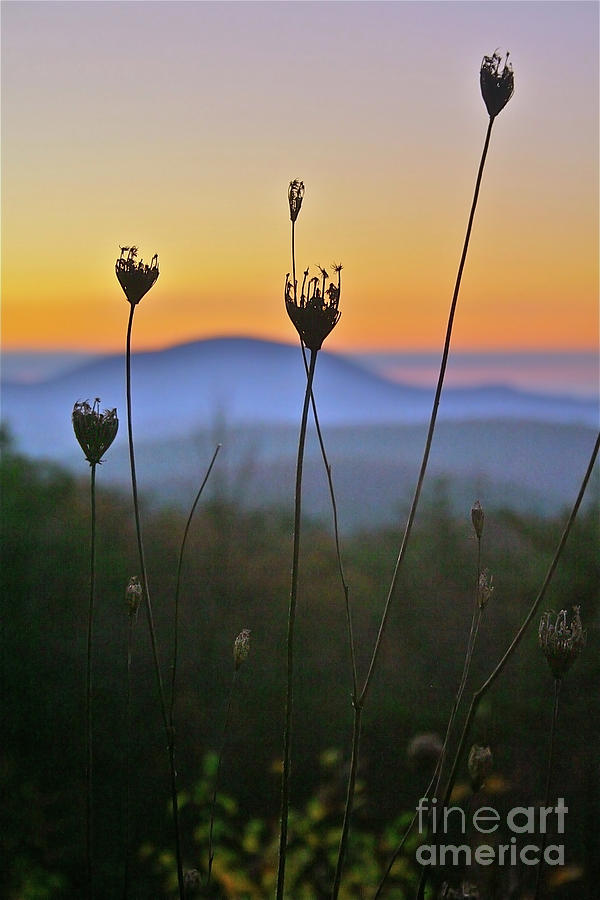 Mountain Photograph - Queen Annes Lace Sunrise II by Karen Jorstad