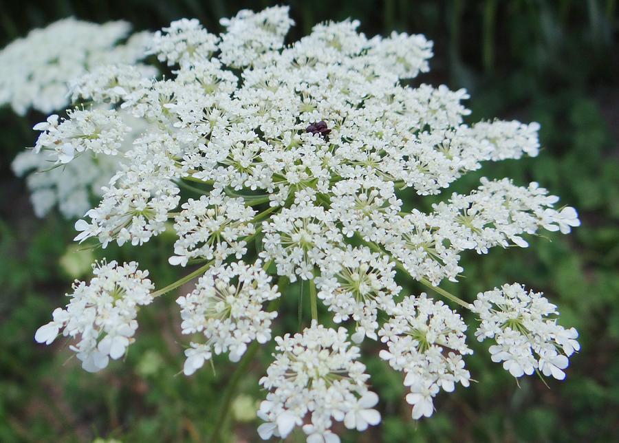 Queen Ann's Lace 2 Photograph By Jamie Johnson - Fine Art America