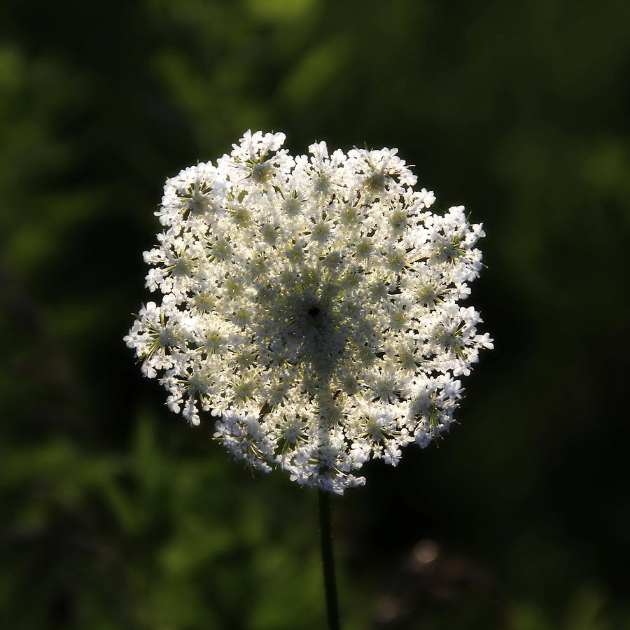 Flowers Still Life Photograph - Queen Anns Lace by Alan Skonieczny