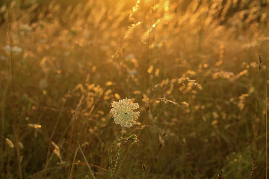 Queen Anns Lace and Tall Grass with Sunlit Glow Photograph by Michael Saunders
