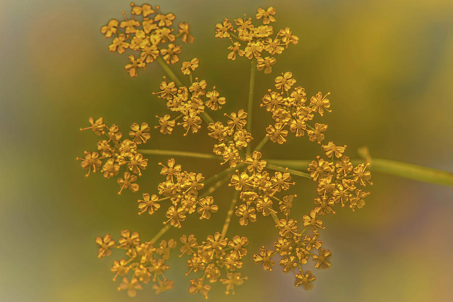 Queen Anns Lace Gold Photograph by Bruce Pritchett