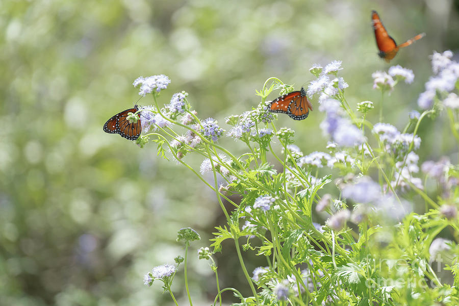 Queen Butterflies Photograph by Cathy Alba